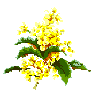 Oregon State Flower: Oregon Grape