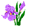 Tennessee State Flower:  Iris