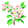 Arkansas State Flower:  Apple Blossom