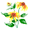 Maryland State Flower: Black-Eyed Susan
