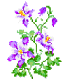 Colorado State flower:  Columbine