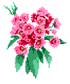 Connecticut State Flower:  Mountain Laurel