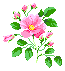 DC State Flower: American Beauty Rose