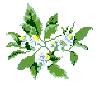 Florida State Flower:  Orange Blossom
