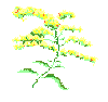State Flower: Goldenrod