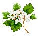 State Flower:  Hawthorn