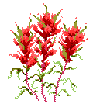 Wyoming State Flower: Indian Paint Brush