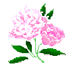 State Flower:  Peony