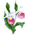 Minnesota State Flower: Pink and White Lady's Slipper