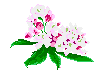 WA State Flower: Rhododendron