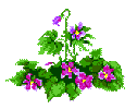 State Flower: Violet