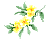 State Flower:  Yellow Jessamine